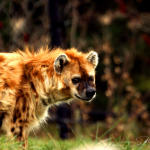 hyena