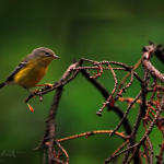 pine-warbler