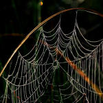 spiderweb-arch