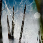 spiderweb-reflect-diamonds
