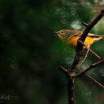 warbler-on-dark